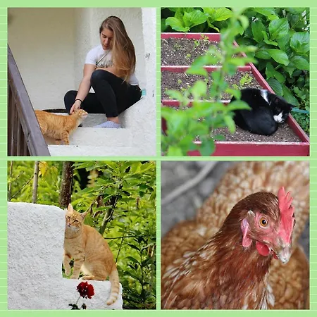 Lägenhet Green